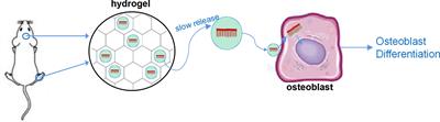 A potential therapeutic drug for osteoporosis: prospect for osteogenic LncRNAs